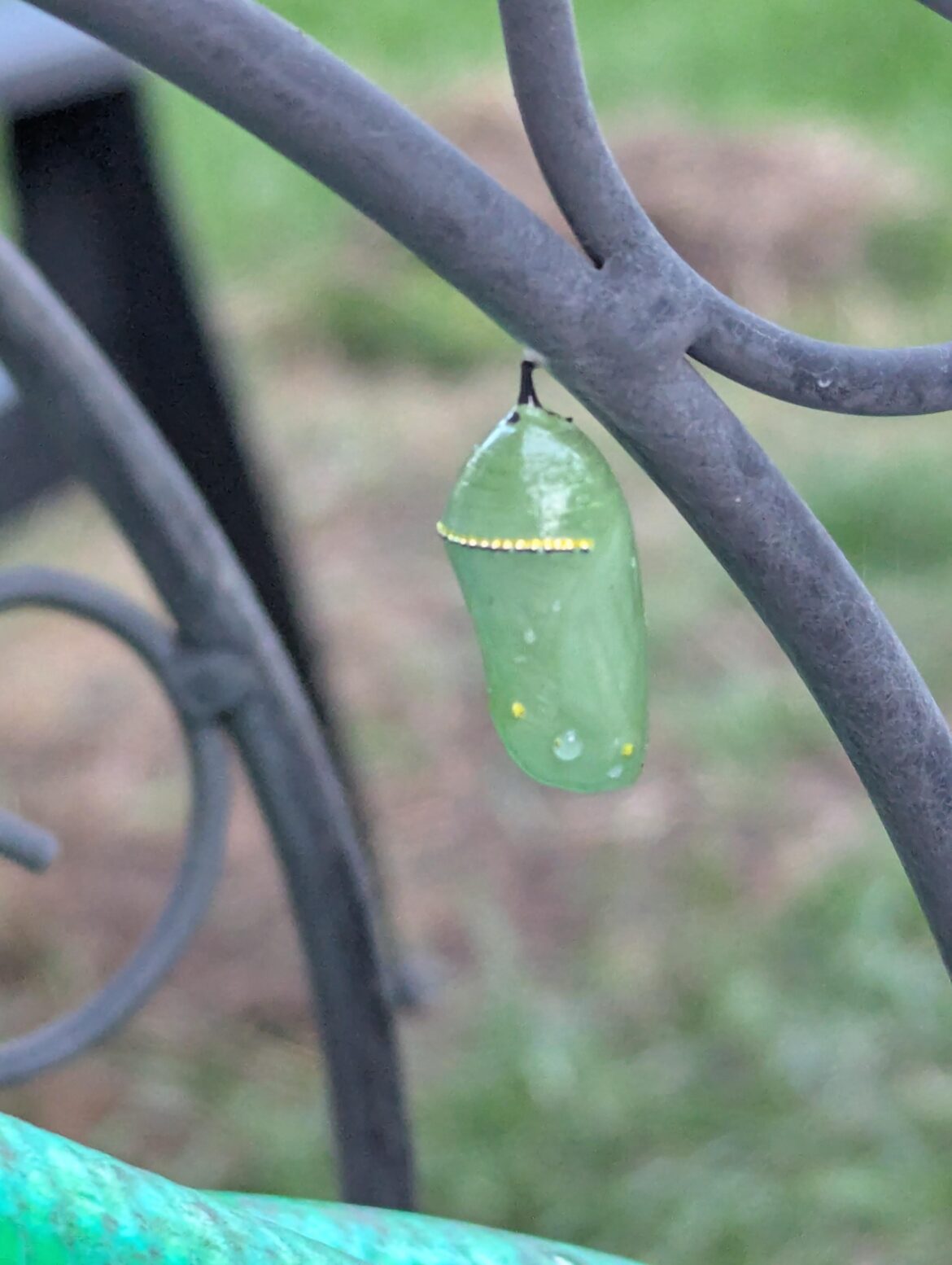 First time seeing a monarch chrysalis! I'm sure I've had them before, but they hide so well! This one was almost knocked off by my hose (it's on the hose rack)