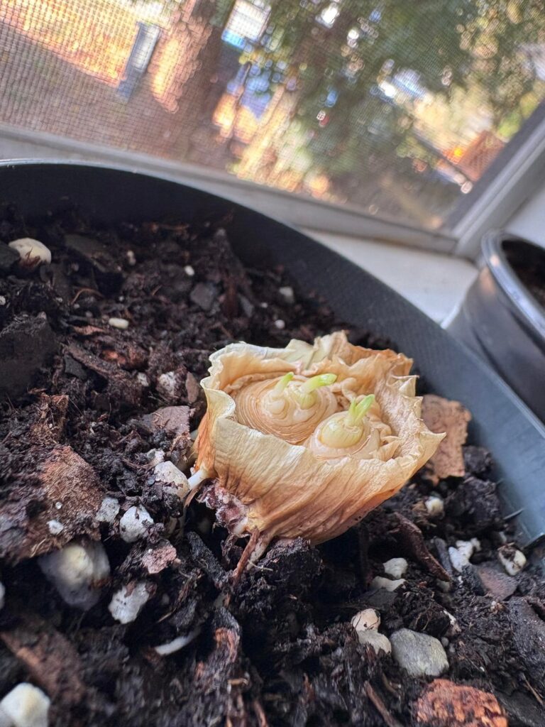 Wegmans onion