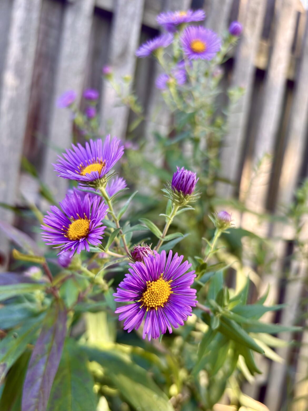 Grateful for some fresh New England Aster blooms at the start of autumn!