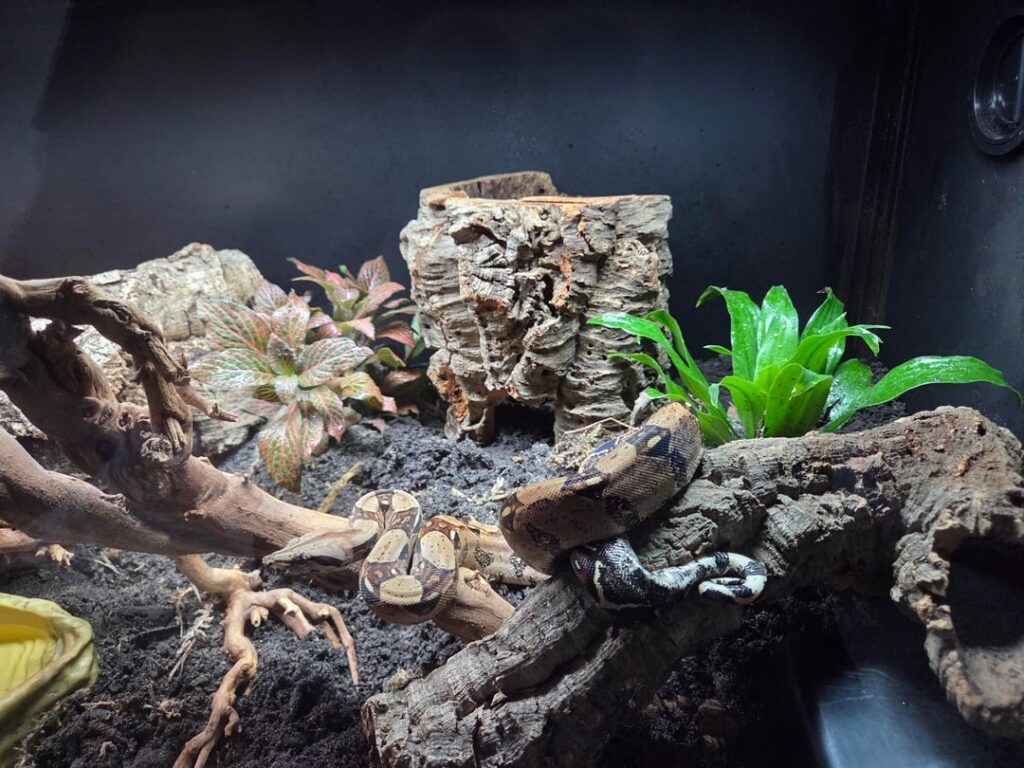 Can I keep plants in their plastic cups? Can I keep plants in their plastic cups?