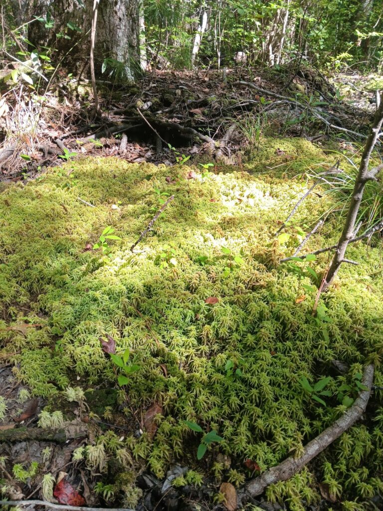 Not carnivorous, but an associated species with most cps.