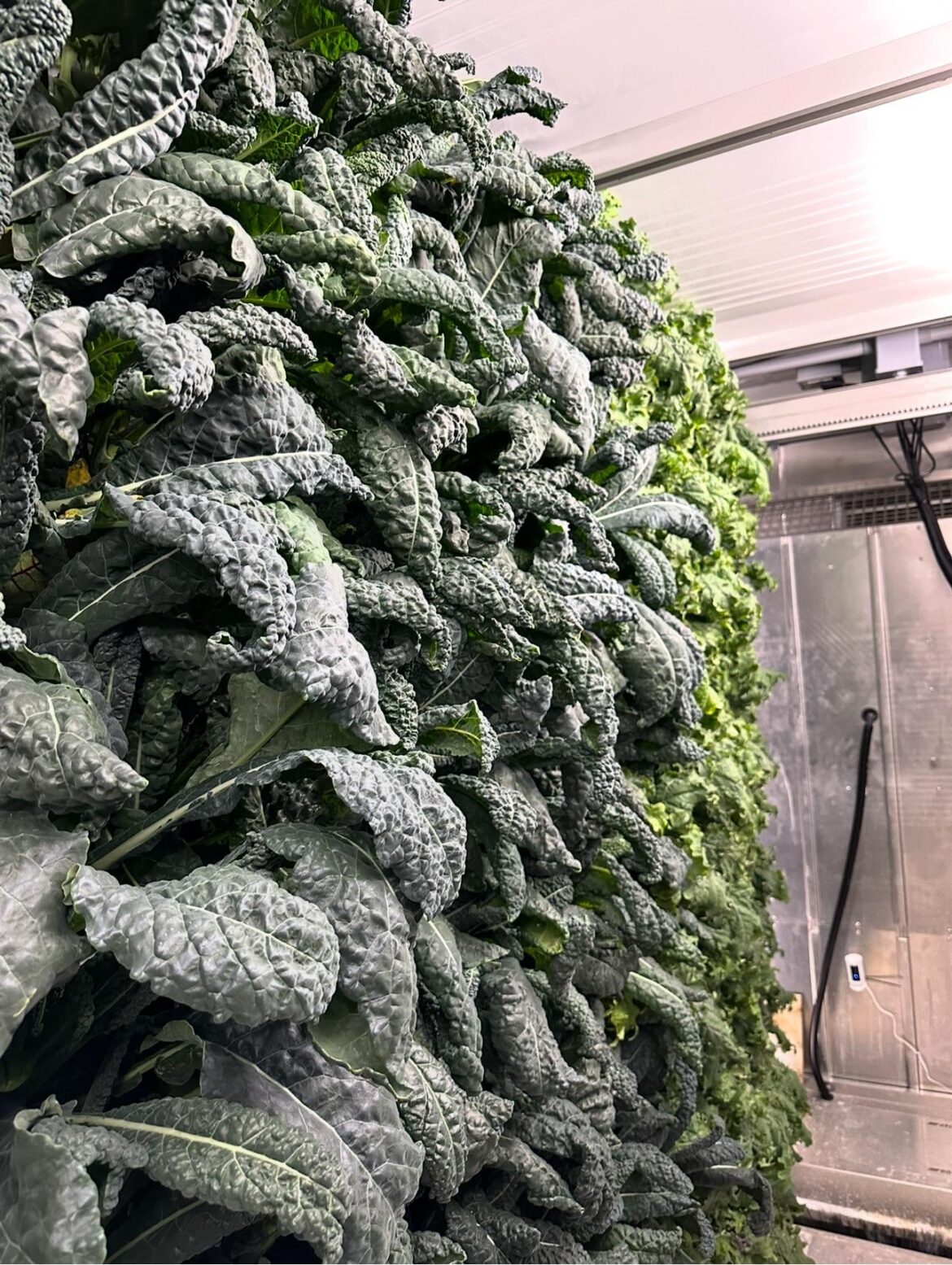 Cut and Grow Kale, Greenery S