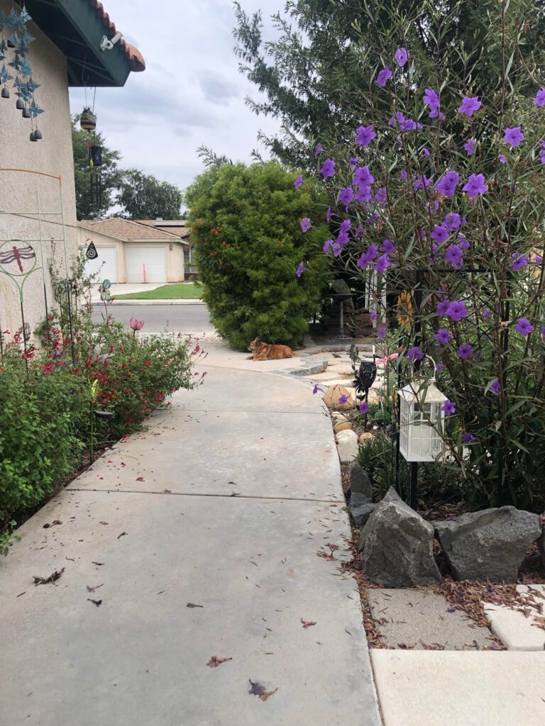 This is our work in progress front yard, my husband retired a few years ago and this has been one of his many many ongoing home improvement projects. This is our work in progress front yard, my husband retired a few years ago and this has been one of his many many ongoing home improvement projects.
