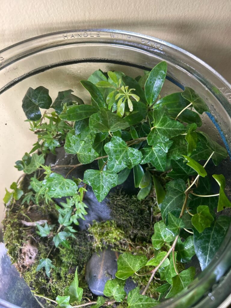 All the moss