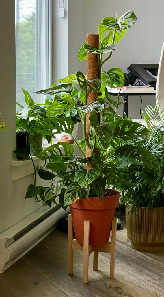 The beautiful growth
