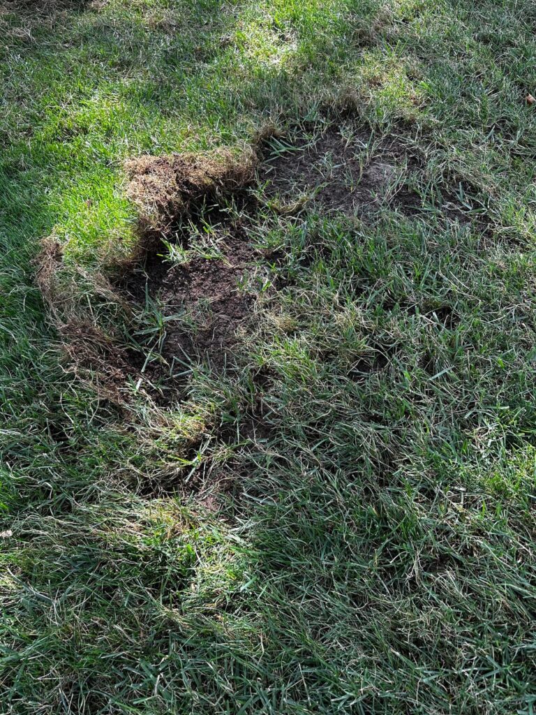 Am I pulling up grass or weeds?? Ok Am I pulling up grass or weeds?? Ok