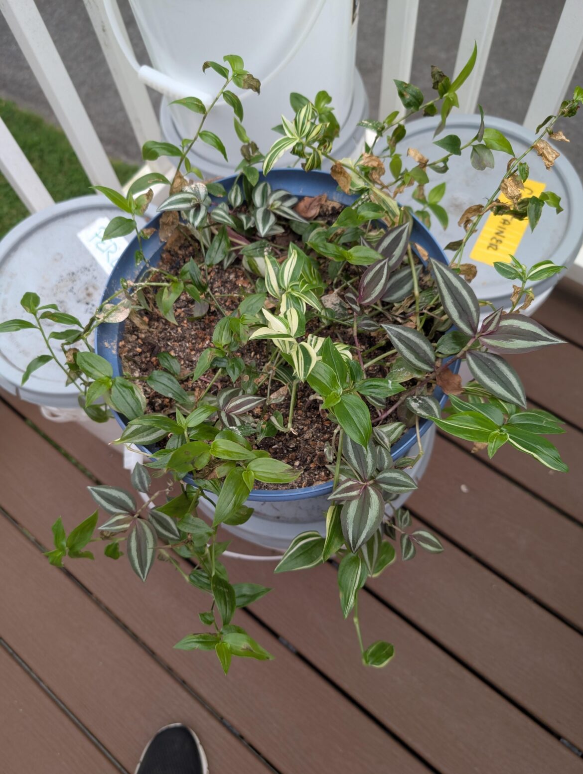 This is what happens when you throw all your "worthless" cuttings in a "give up" pot!