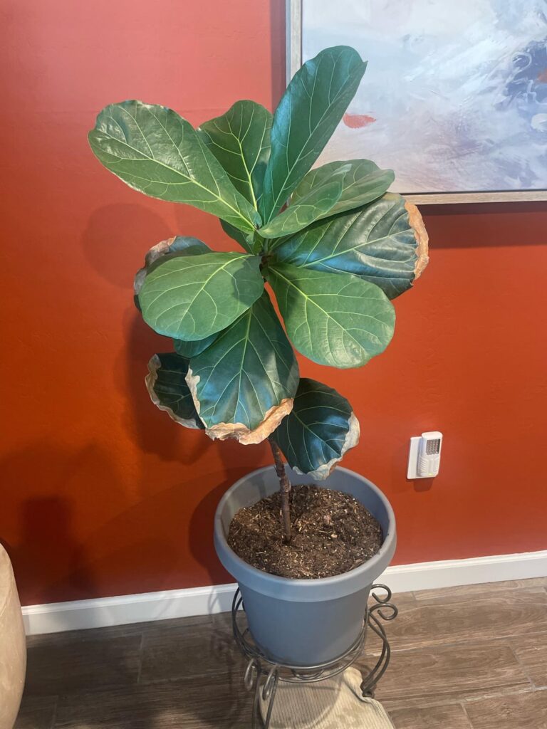 Soil Advice