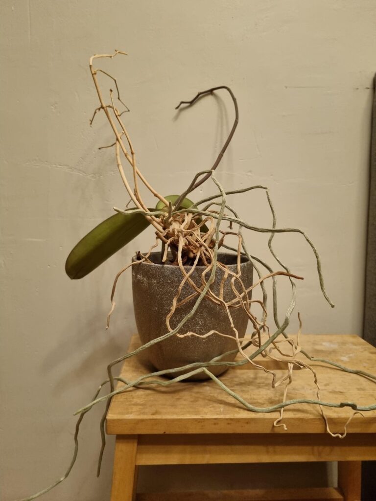 Took this frail looking orchid off my neighbors. Can it be saved?