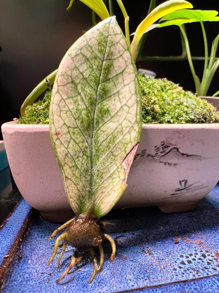 God what I have created ?