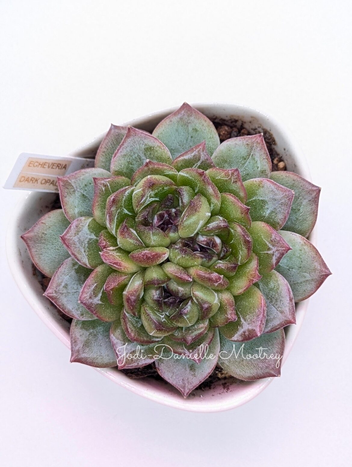 Echeveria Dark Opal