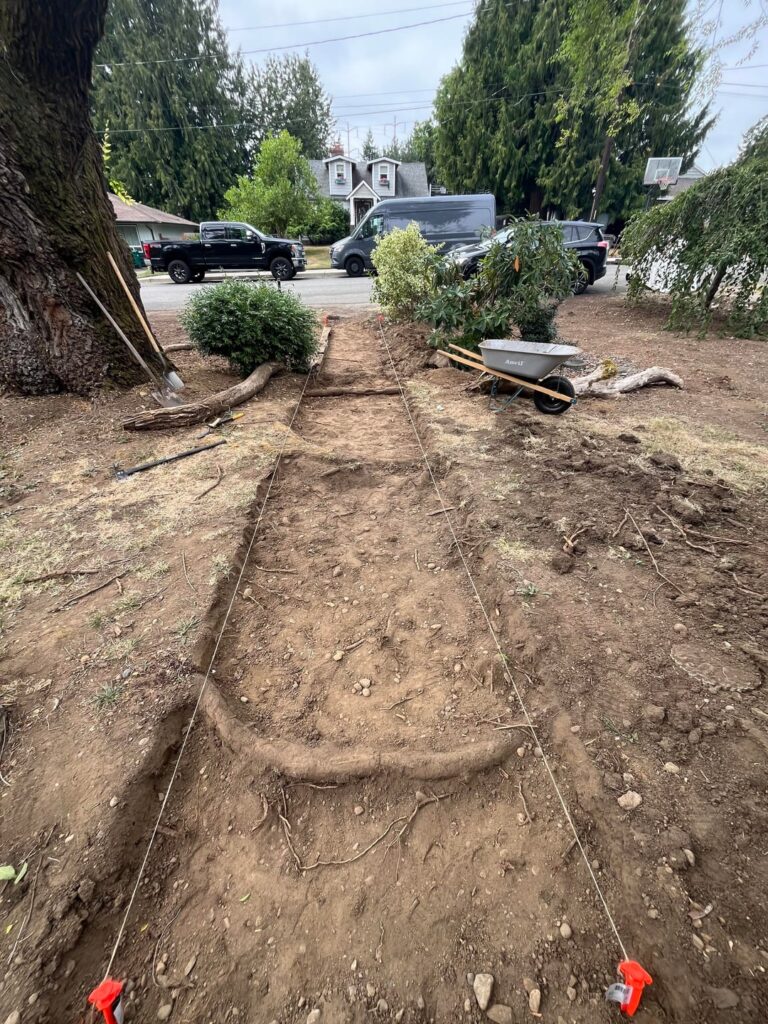 Cut tree roots for a pathway