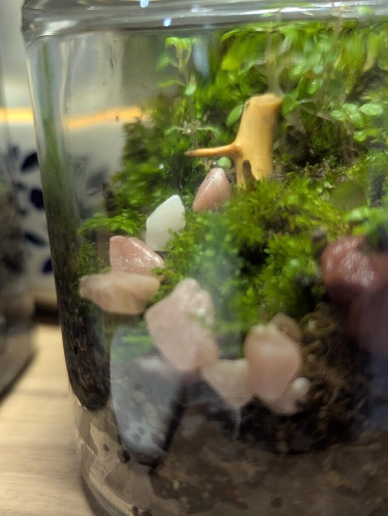 Made a small terrarium with artillery plant
