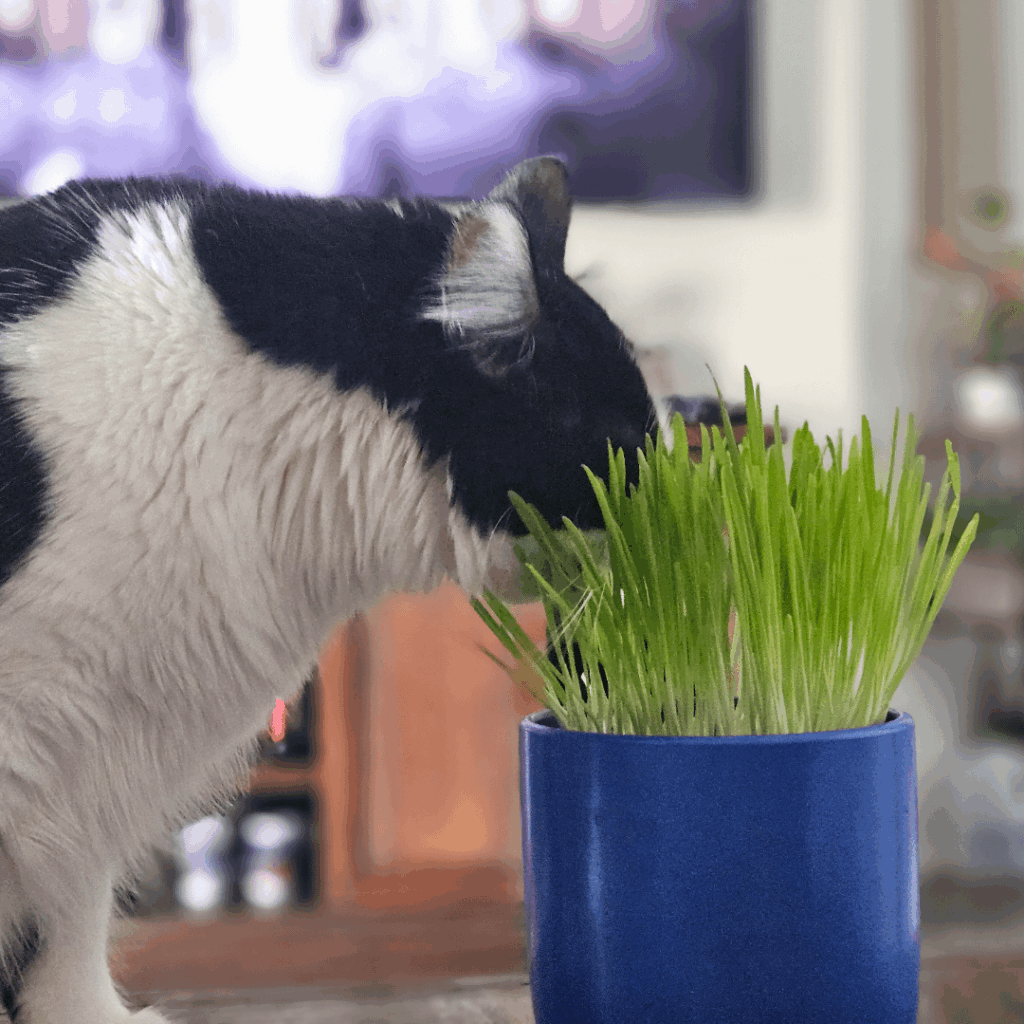 Planted cat grass for my resident idiot so he’d leave the rest of my plants alone Planted cat grass for my resident idiot so he'd leave the rest of my plants alone