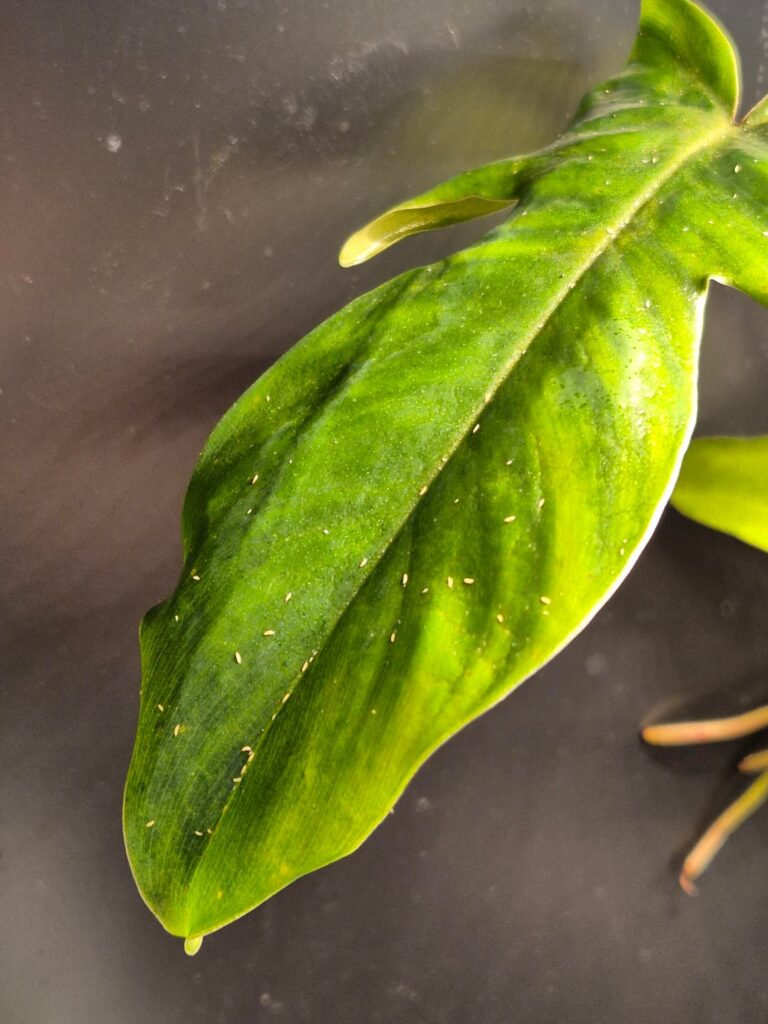 Just spotted this in my grow cabinet 😨 what are they and can I get rid of them without loosing the collection?