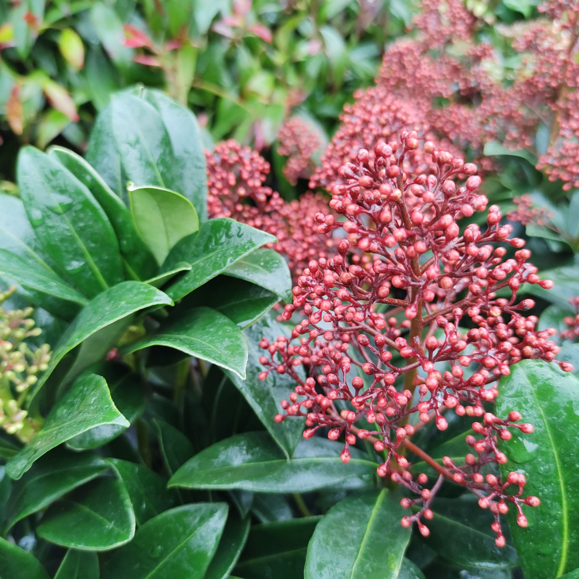Skimmia japonica 'Rubella' shrub