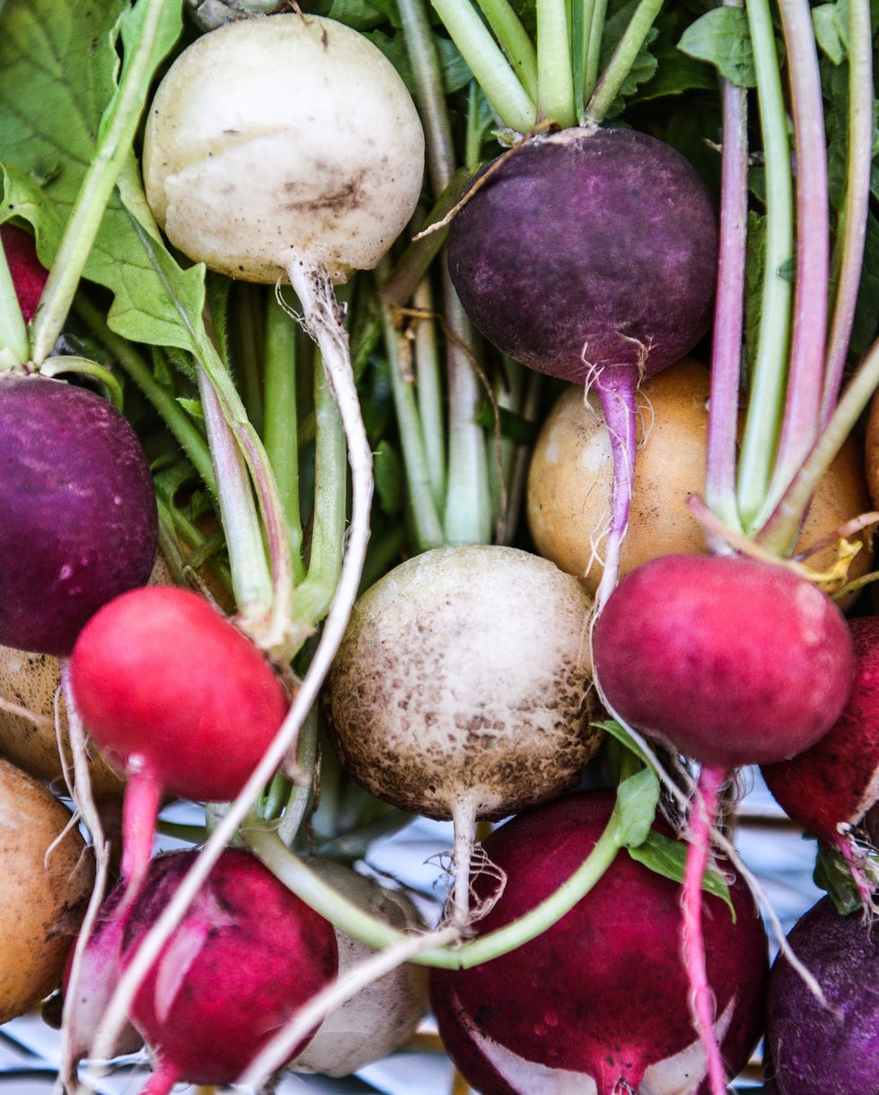 freshly harvested multi colored radishes from the garden