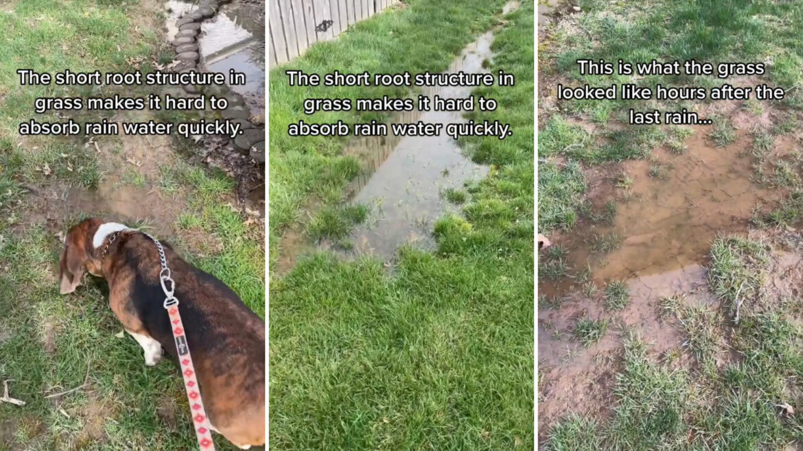 Gardener shares eye-opening video of brilliant solution to backyard problem: ‘Absorb stormwater quickly’ "Add aesthetic, ecological, and social value."