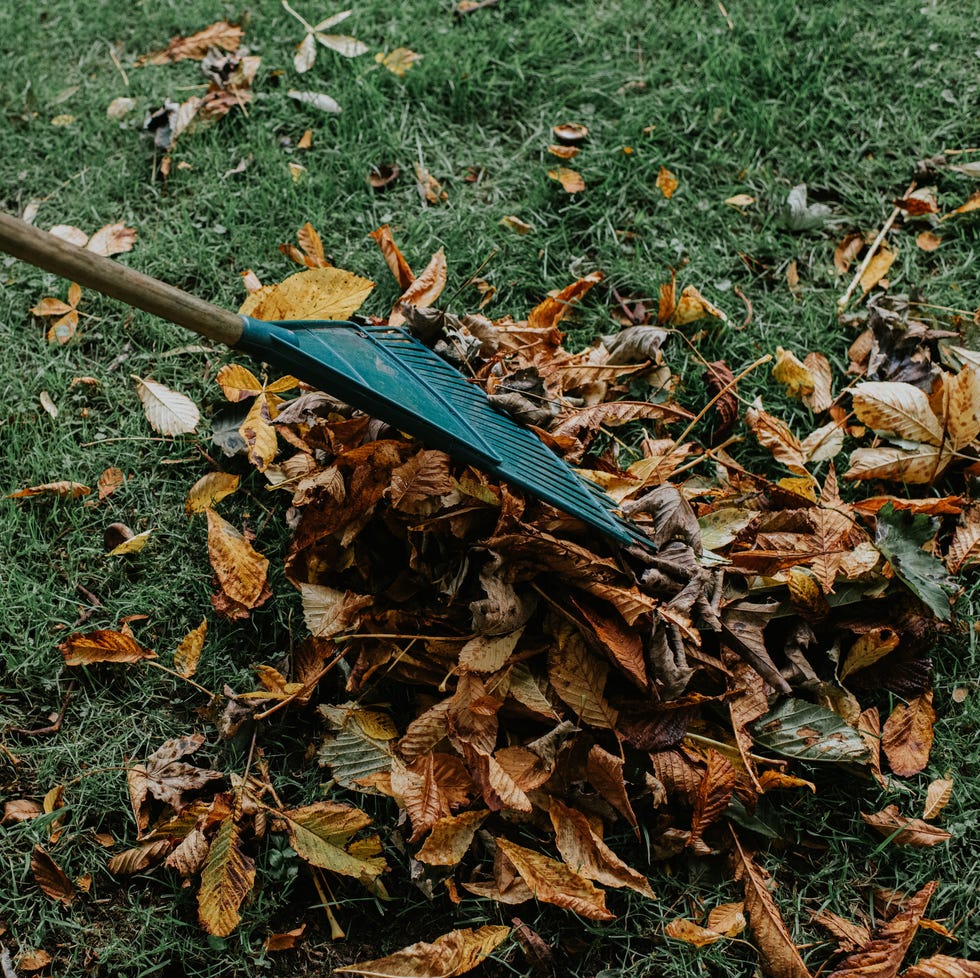 raking autumn leaves on garden lawn