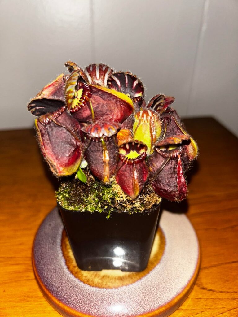 should i repot?