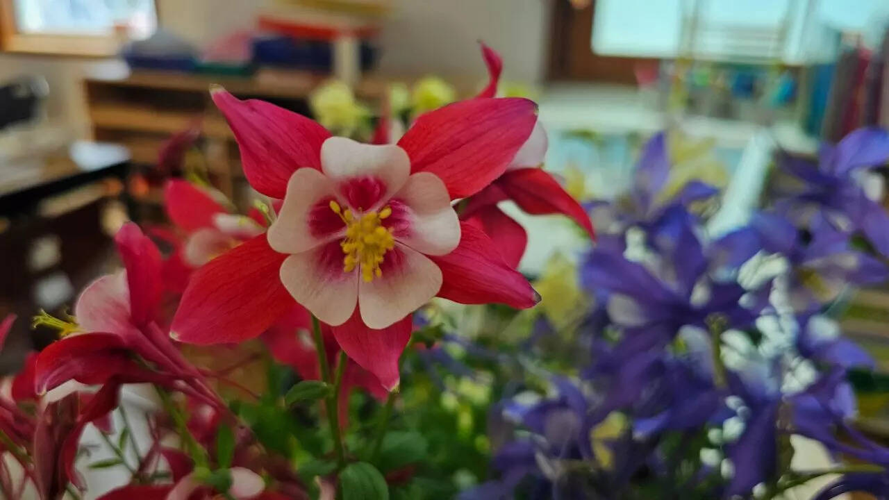 Red columbine