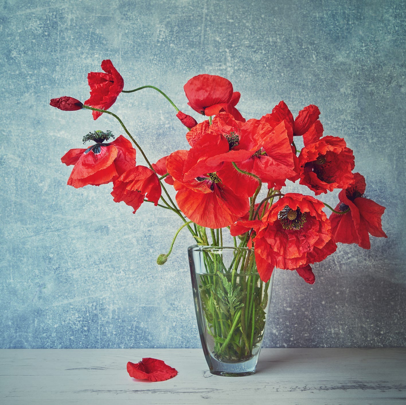 red popies flowers in glass vase toned image copy space
