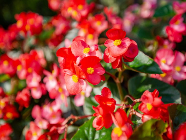 Red begonia in a field