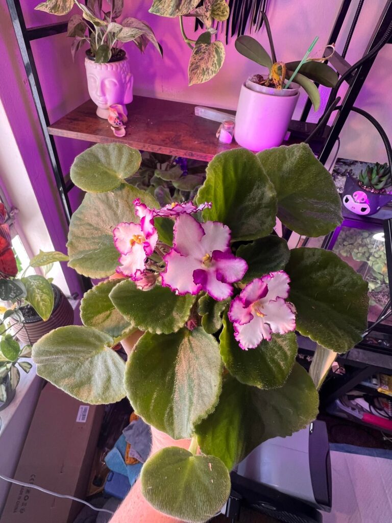 My saintpaulia two weeks ago vs today since buying it & putting it under flowering grow lights.