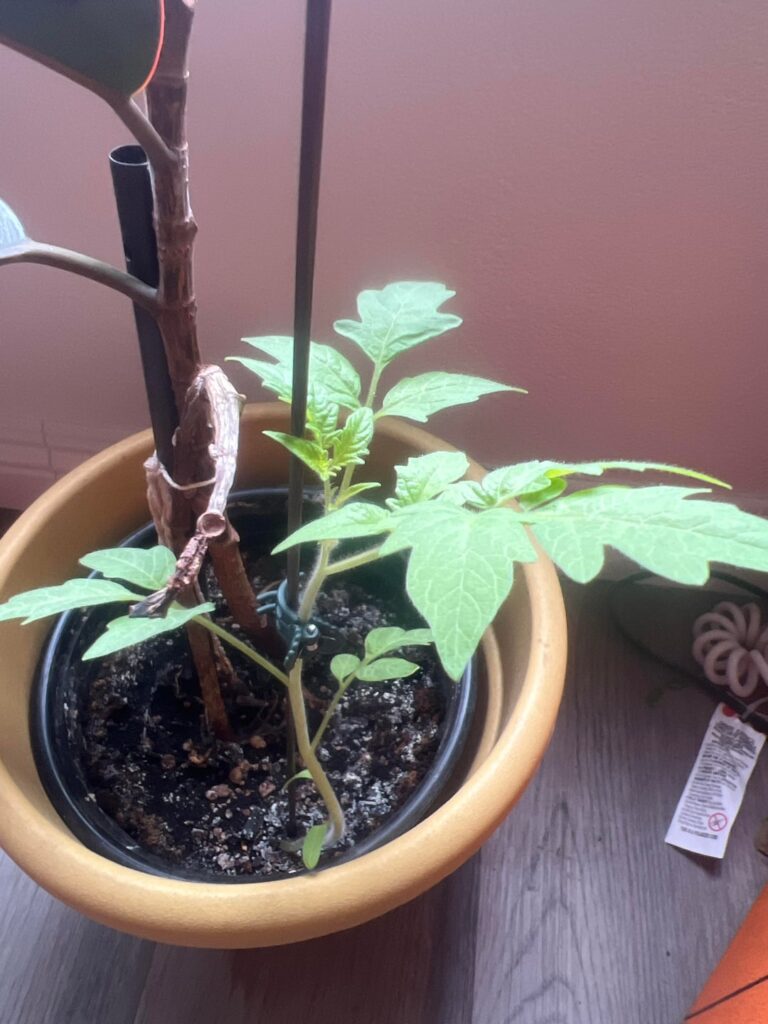 It appeared in my pot one day, so I started to let it grow.