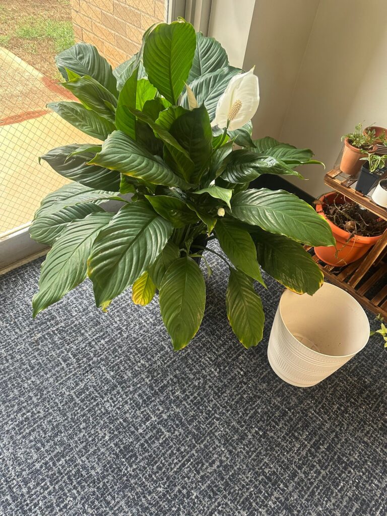 My only flowering baby,Peace lily My only flowering baby,Peace lily