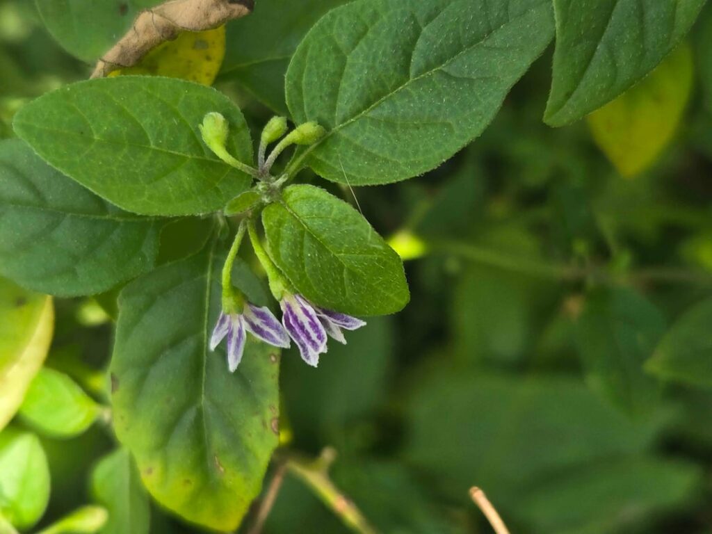 What nightshade is this? Ive not seen one exactly like it