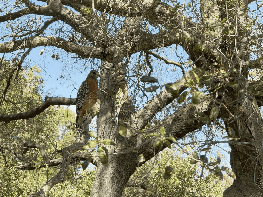 Two birds of prey utilizing the same dead wood branch on the same day