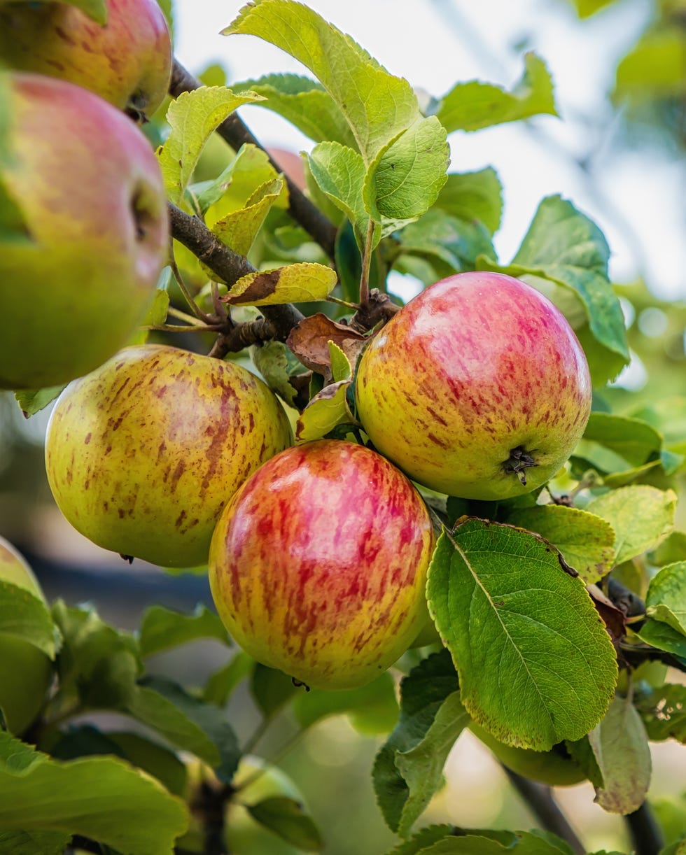 close up of ripe red and green apples hanging form a tree in an orchard