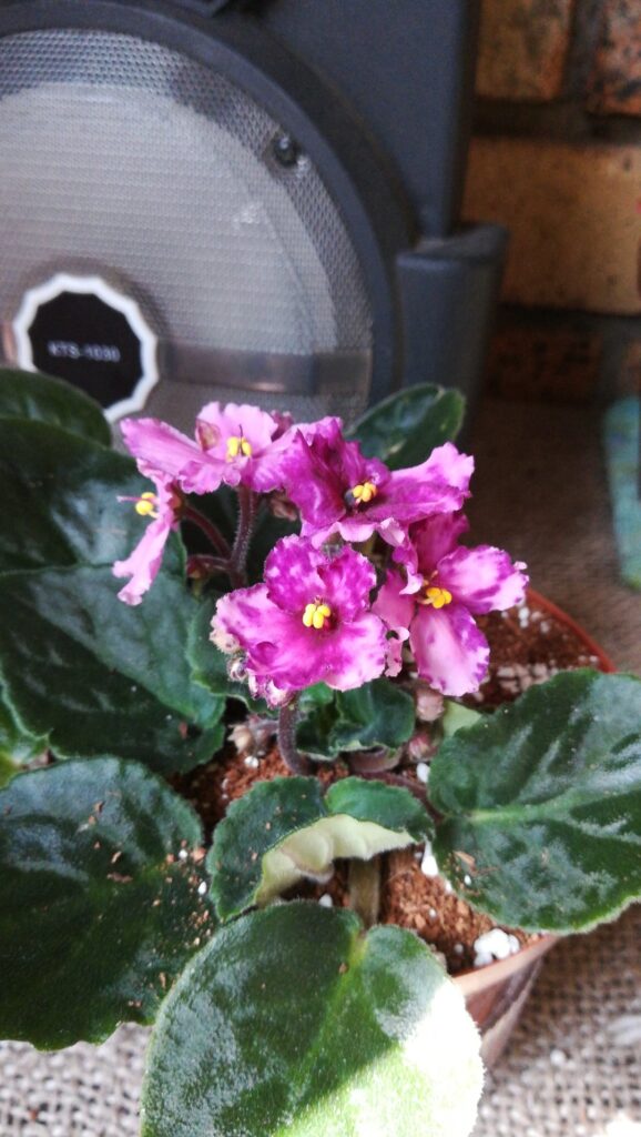 My new violets