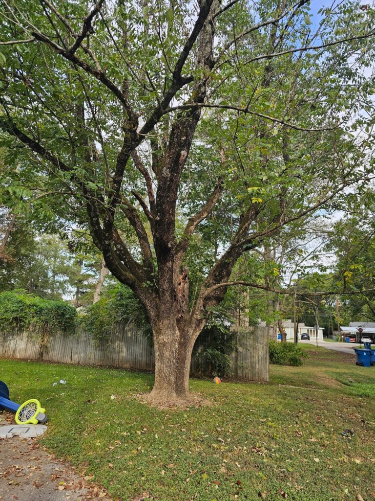 Is my tree dying?