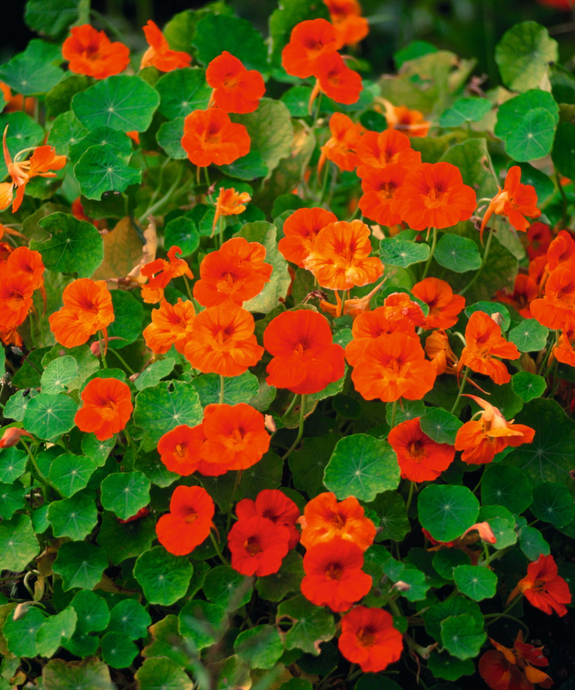 A nasturtium plant covered in bright orange blooms and green leaves