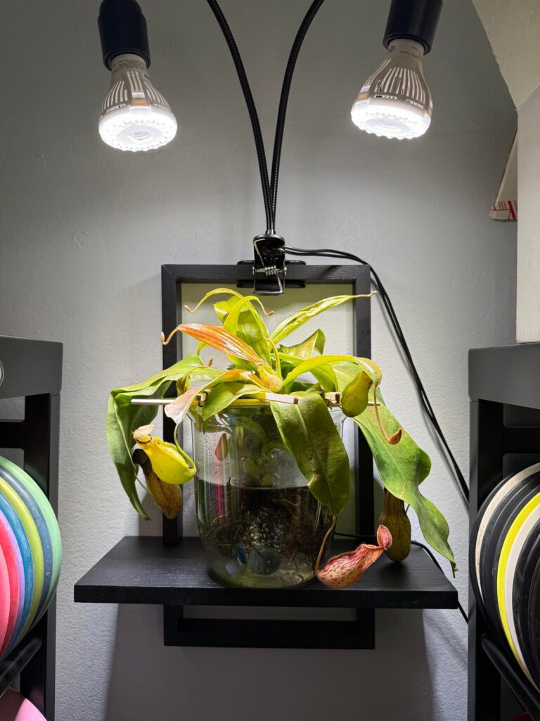 One month update hydro nepenthes