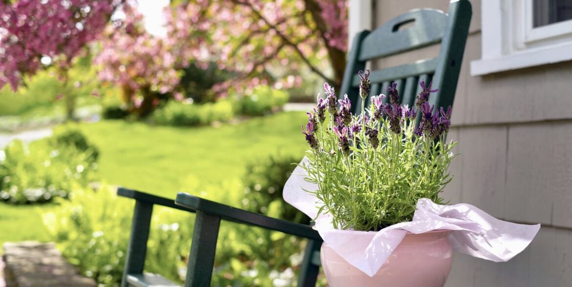 15 Lucky Plants That Bring MAJOR Good Vibes to Your Home