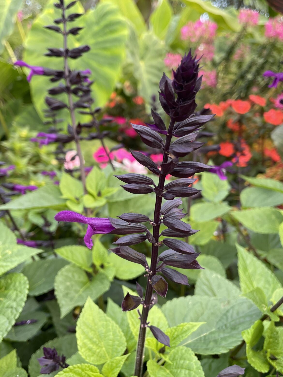 Black and Purple Flower
