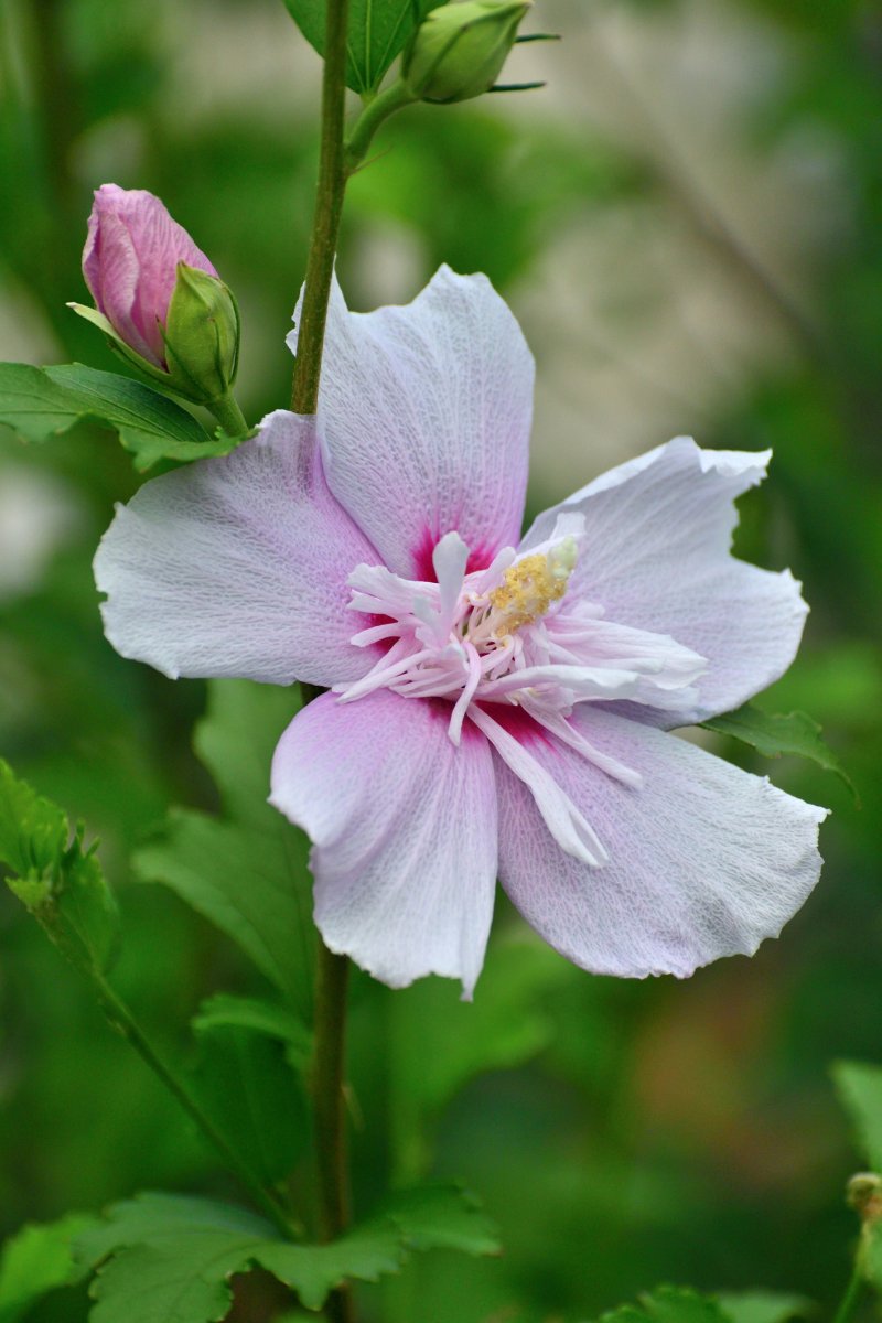 Pale pink Hibiscus syriacus / Rose of Sharon: Vigorous, Trumpet-shaped, Deciduous Shrub