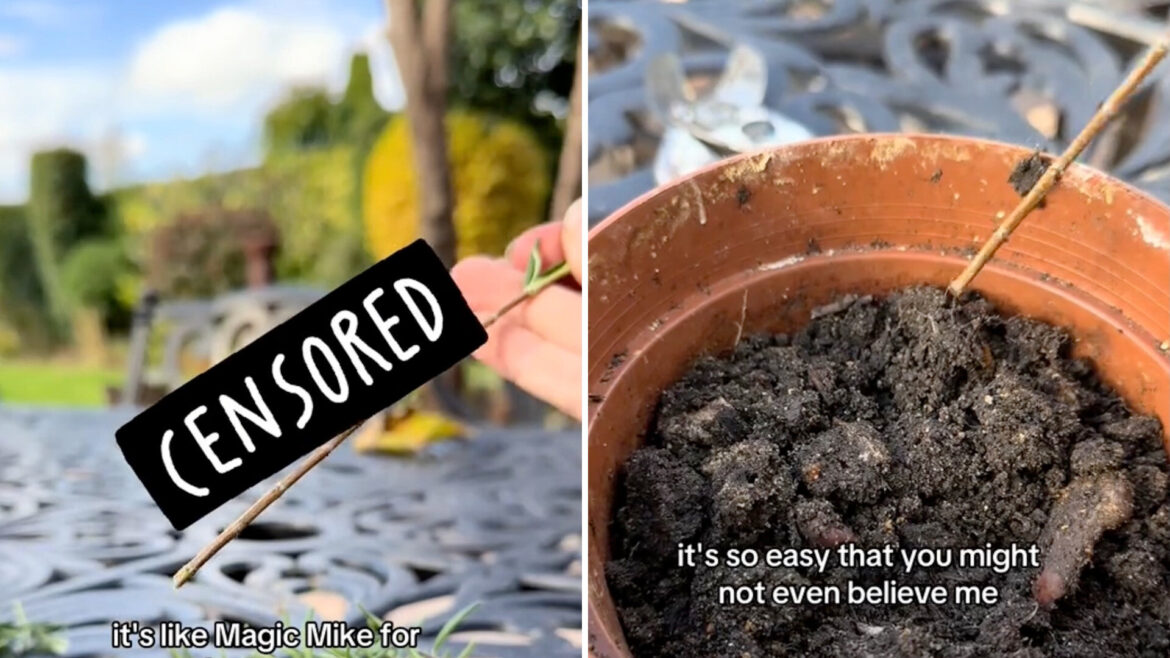 ‘Why buy one when you can grow one for free?’ "Love this."