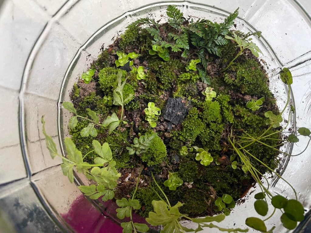 Is this good for a first terrarium?