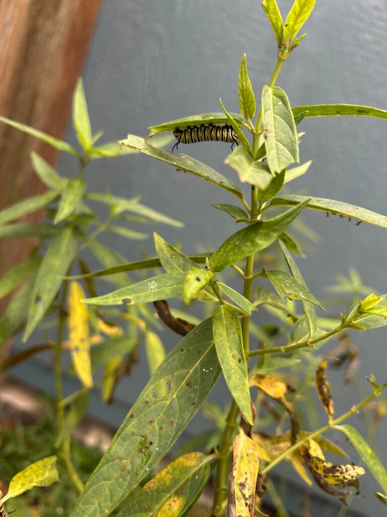 From hungry caterpillars on milkweed to butterfly