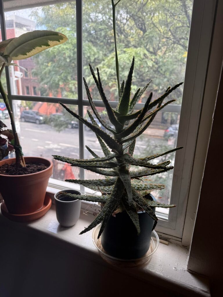 Is it happy? Or time to replant?