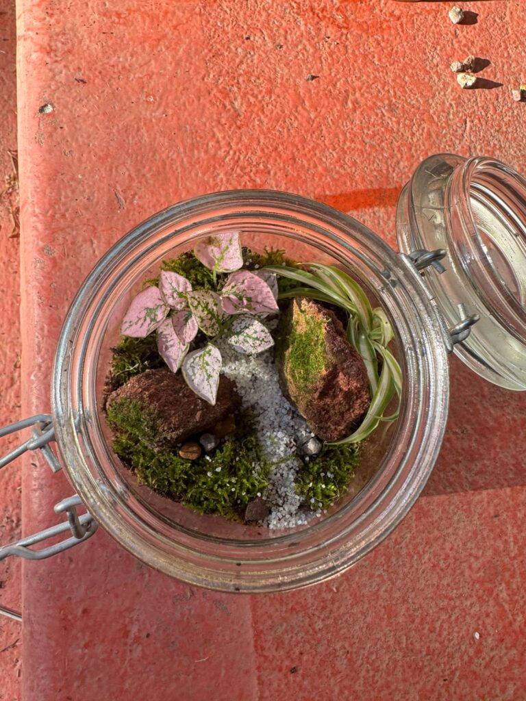 First terrarium as a gift to a friend