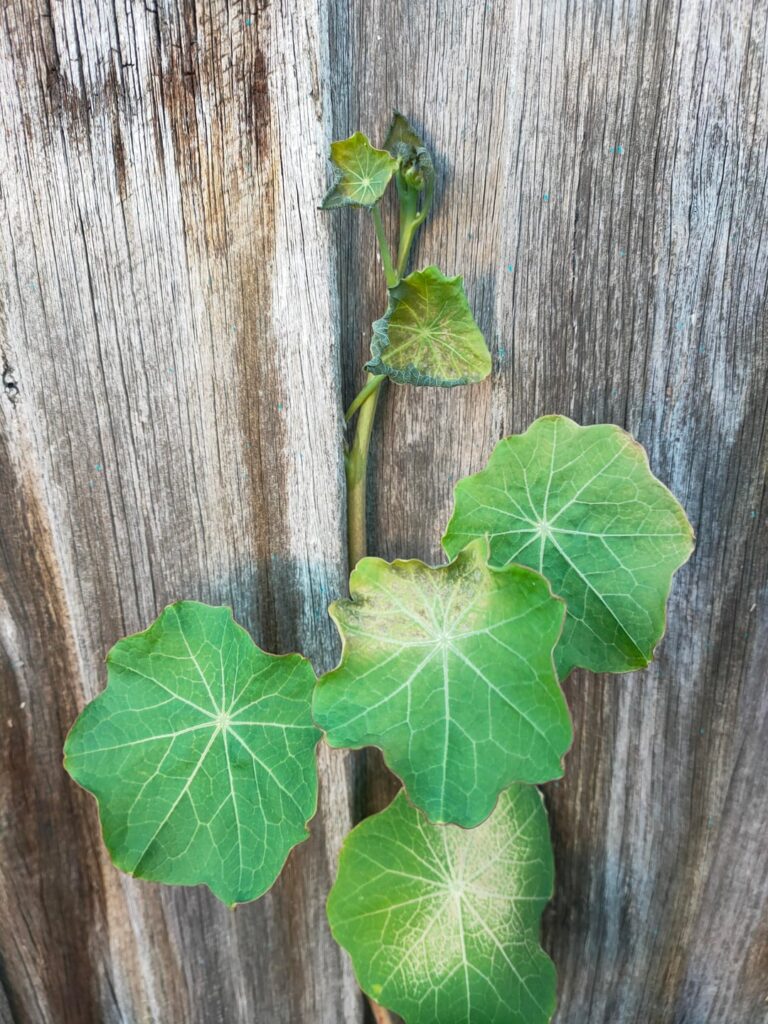 Embarrassing fail - fungal issue?