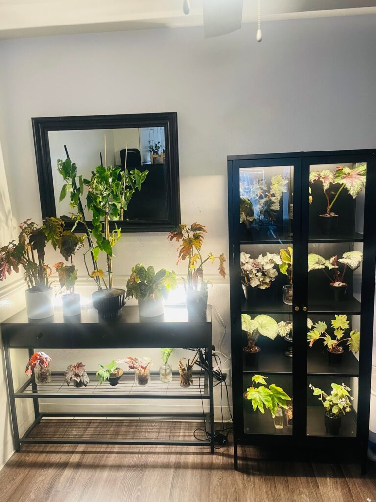 Can’t stop looking at my new begonia set up Can’t stop looking at my new begonia set up