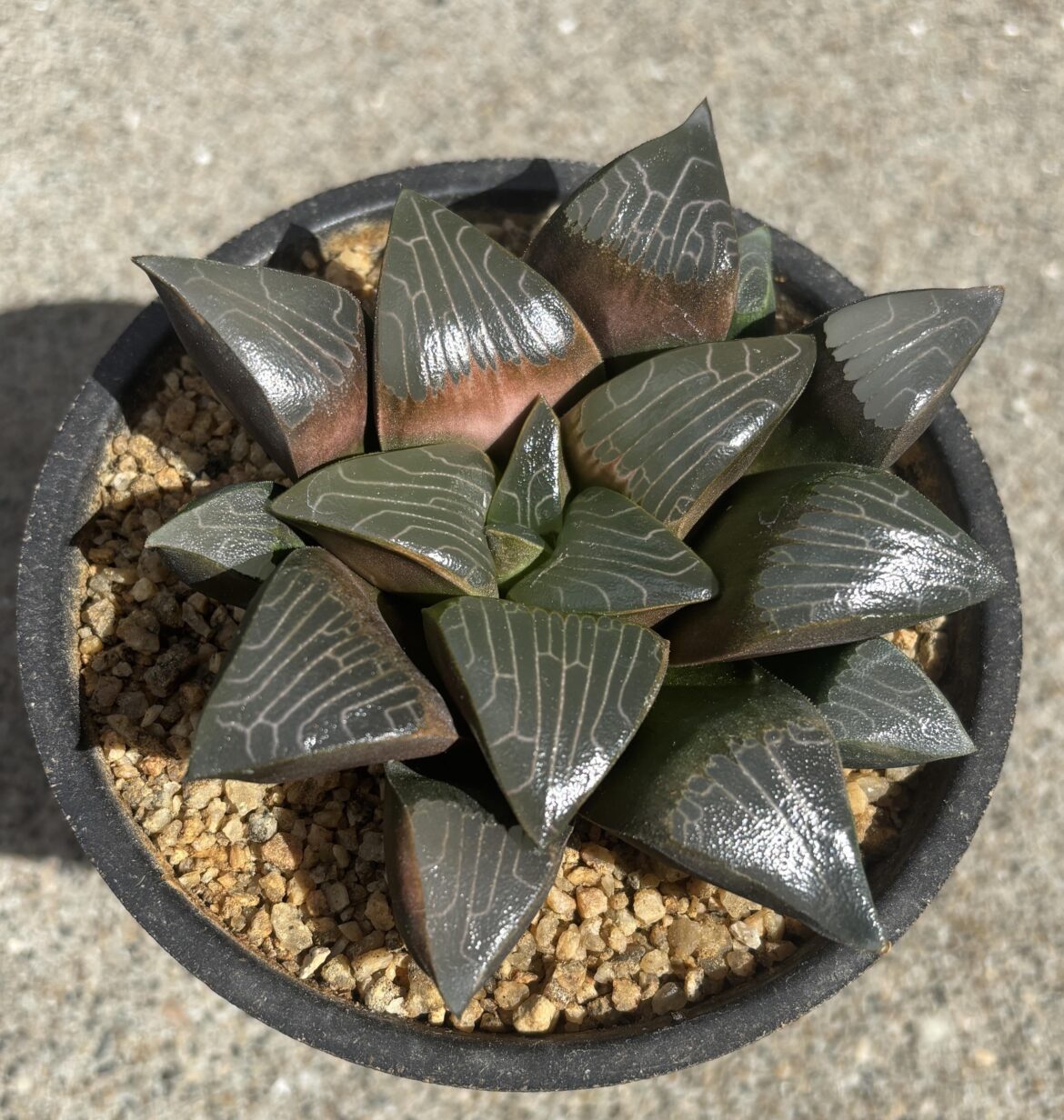 Chunky no data bayeri