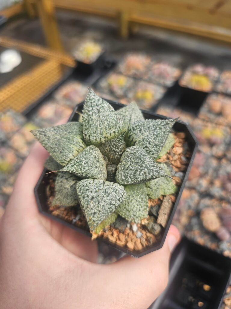 Some of my picta sp.