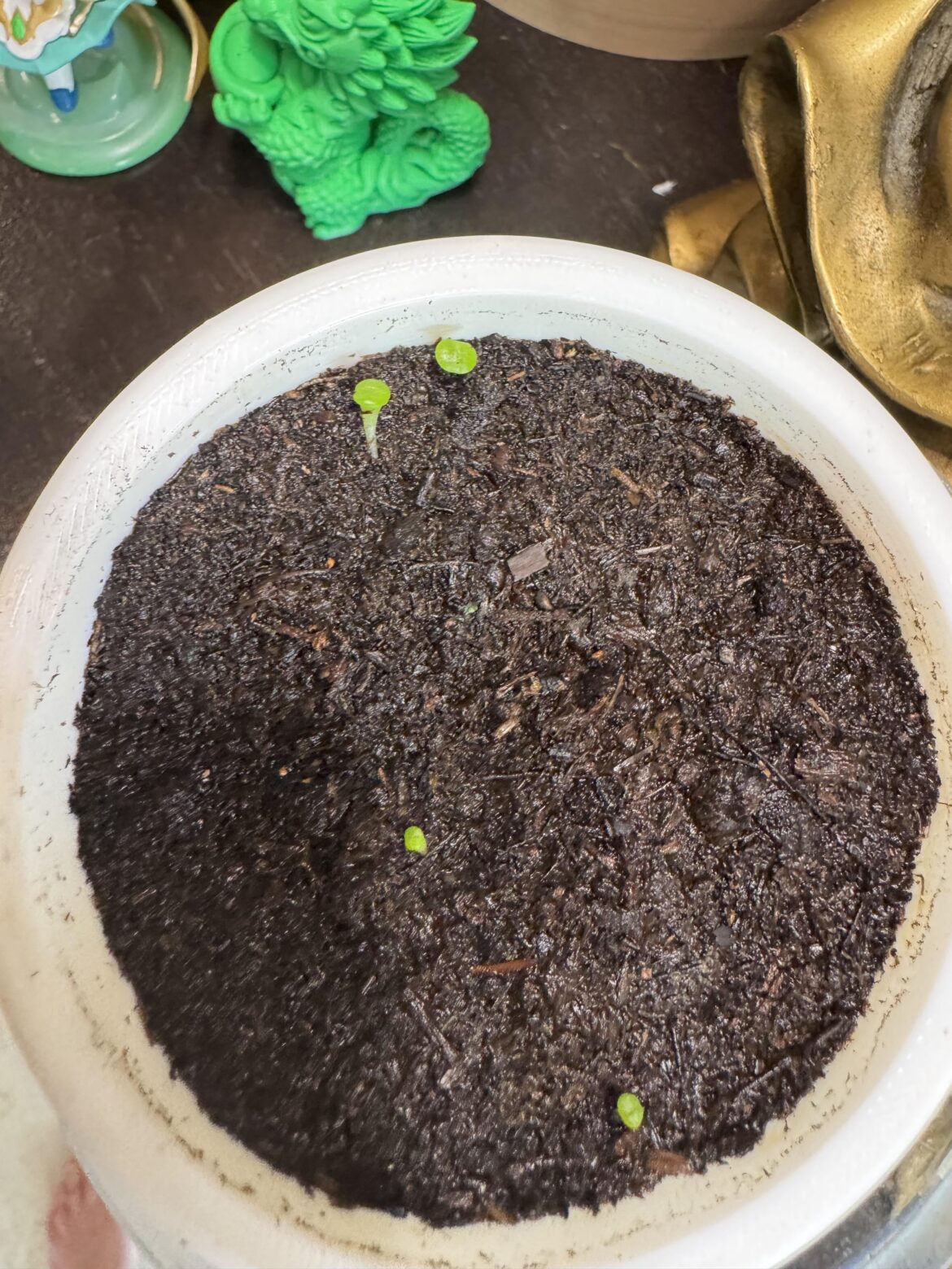 Are these ready to be put outside